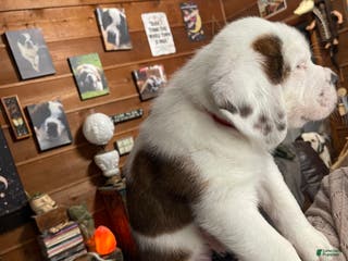 Saint Bernard dogs Saint Bernard Puppy 3 - Ad 19