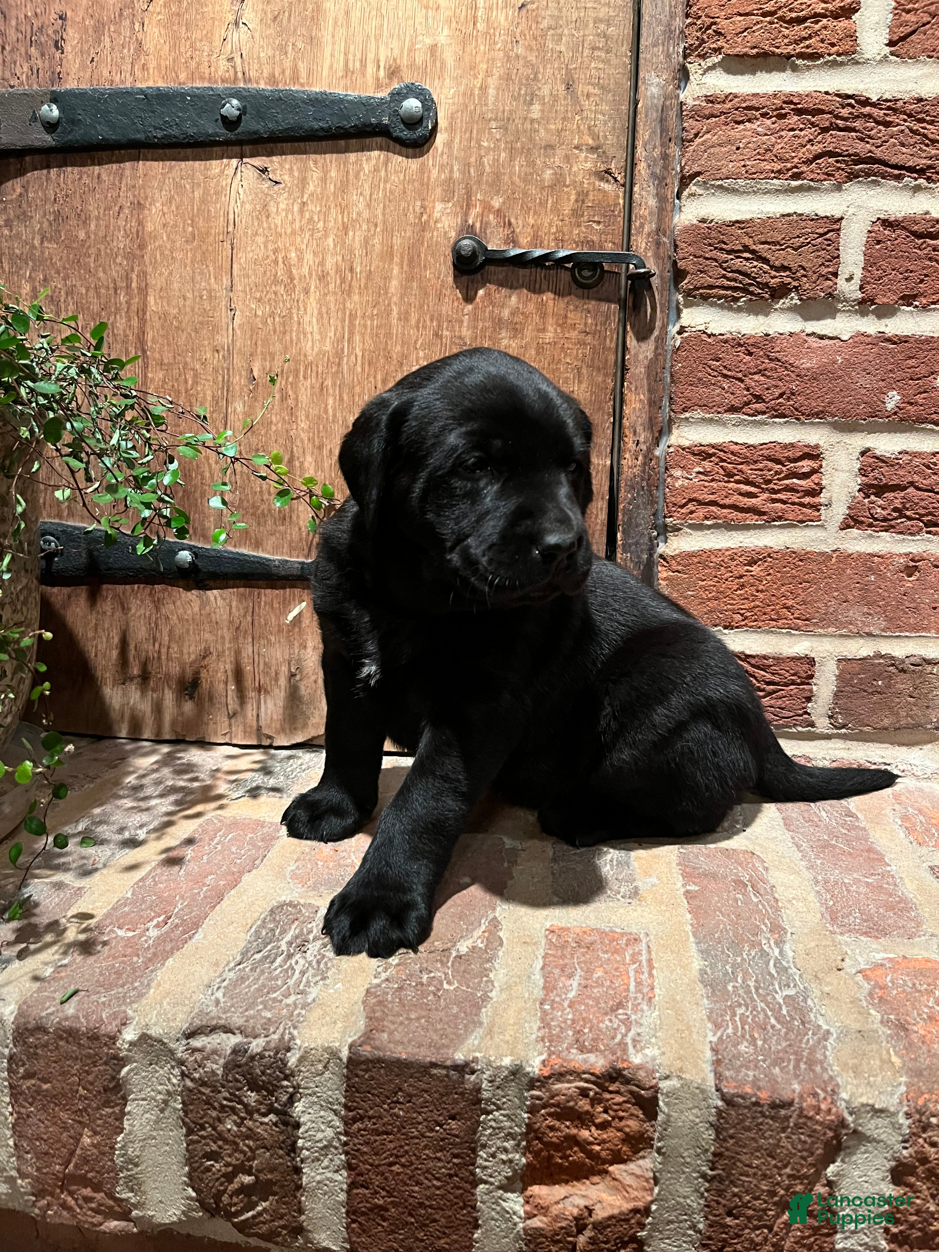 Labrador Retriever dogs Ruby - Ad 1