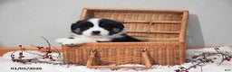 Australian Shepherd dogs for sale: Alice - Ad 1