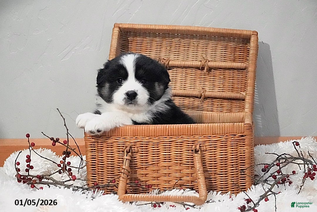 Australian Shepherd dogs for sale: Alice - Ad 1