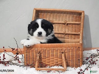 Australian Shepherd dogs Alice - Ad 25