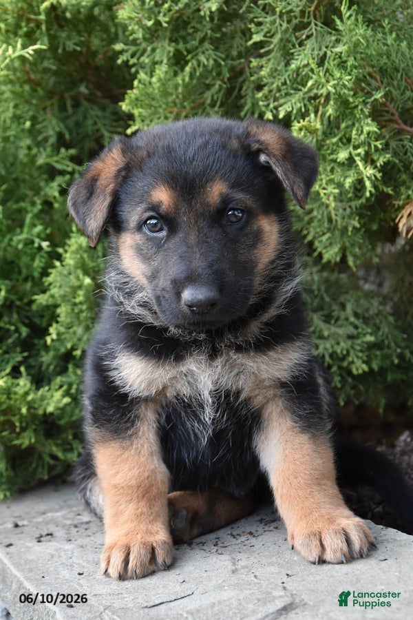 Mixed Breed dogs Kris - Ad 1