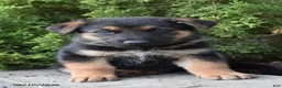 Mixed Breed dogs for sale: Kris - Ad 1