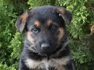 Mixed Breed dogs for sale: Kris - Ad 2