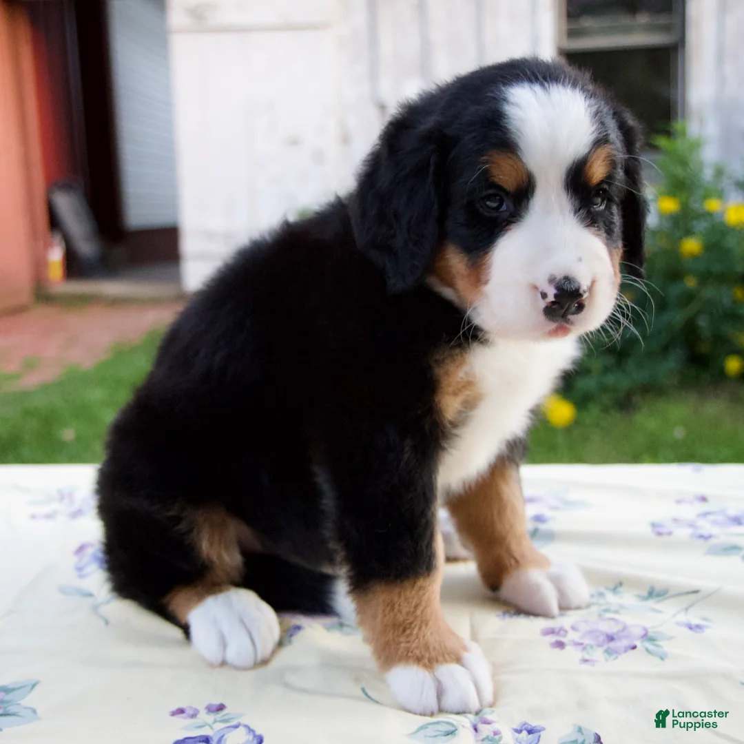 Bernese Mountain Dog dogs for sale: Suzy - Ad 2