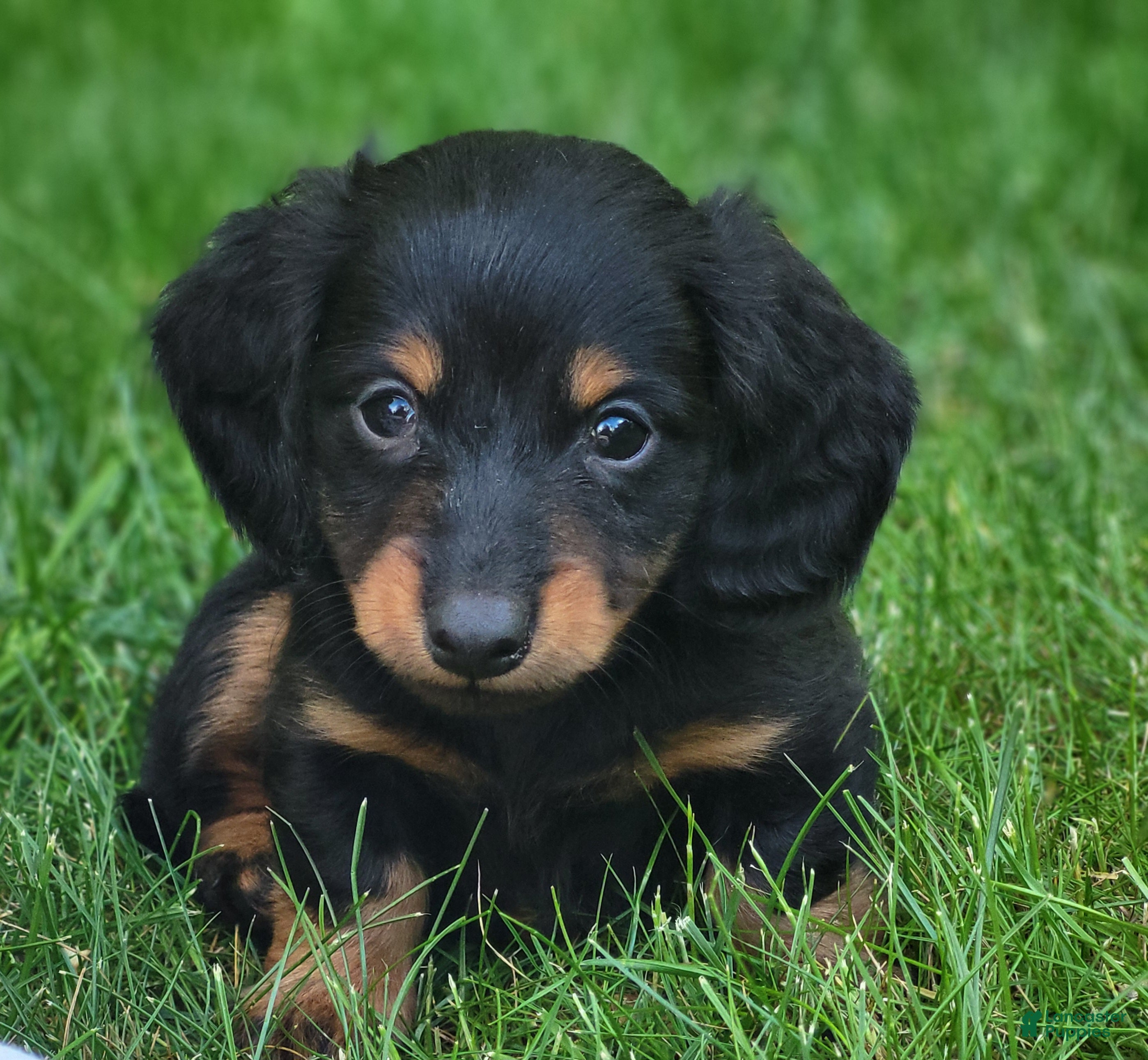 Miniature Dachshund dogs Mike - Ad 1
