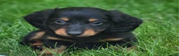Miniature Dachshund dogs for sale: Mike - Ad 1