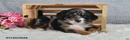 Mini Bernedoodle dogs for sale: Comet - Ad 4
