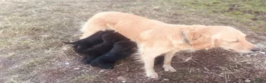 Mixed Breed 5