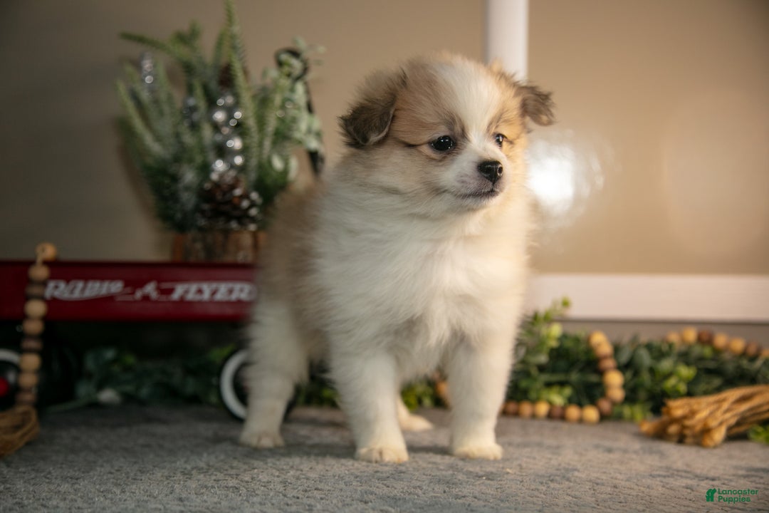 Pomapoo dogs for sale: Marshall - Ad 3