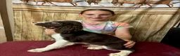 English Springer Spaniel dogs for sale: Mr. Mesquite - Ad 3