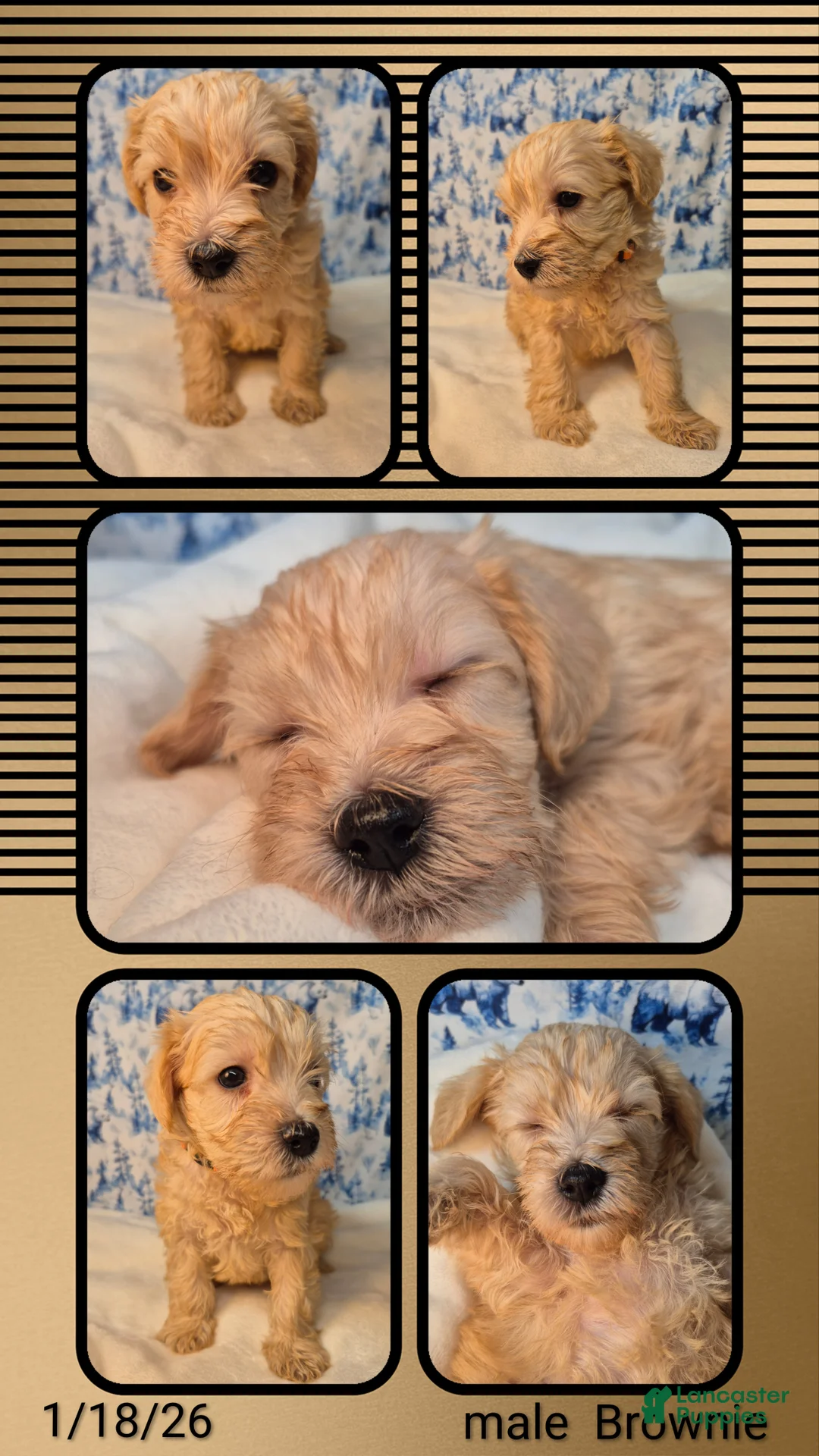 Mixed Breed dogs for sale: Mixed Breed Puppy 4 - Ad 2