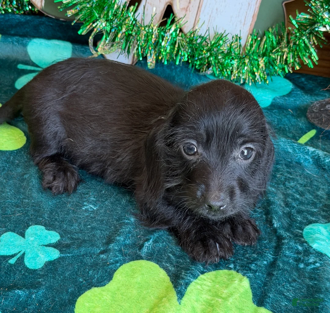 Miniature Dachshund dogs for sale: Miniature Dachshund Micky - Ad 3