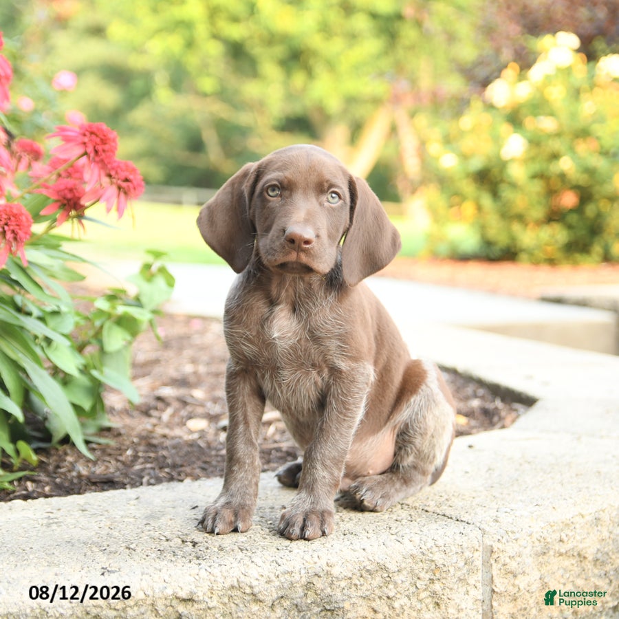 German Shorthaired Pointer dogs Abe  - Ad 1
