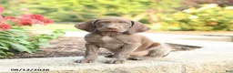 German Shorthaired Pointer dogs for sale: Abe  - Ad 1