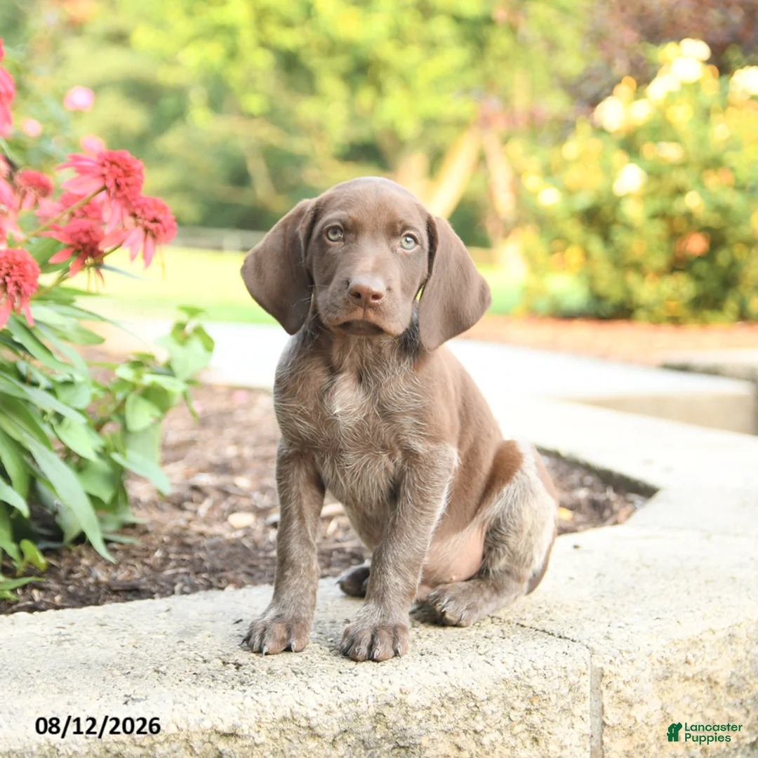 German Shorthaired Pointer dogs for sale: Abe  - Ad 1