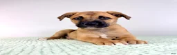 Mixed Breed dogs for sale: Diesel - Ad 2