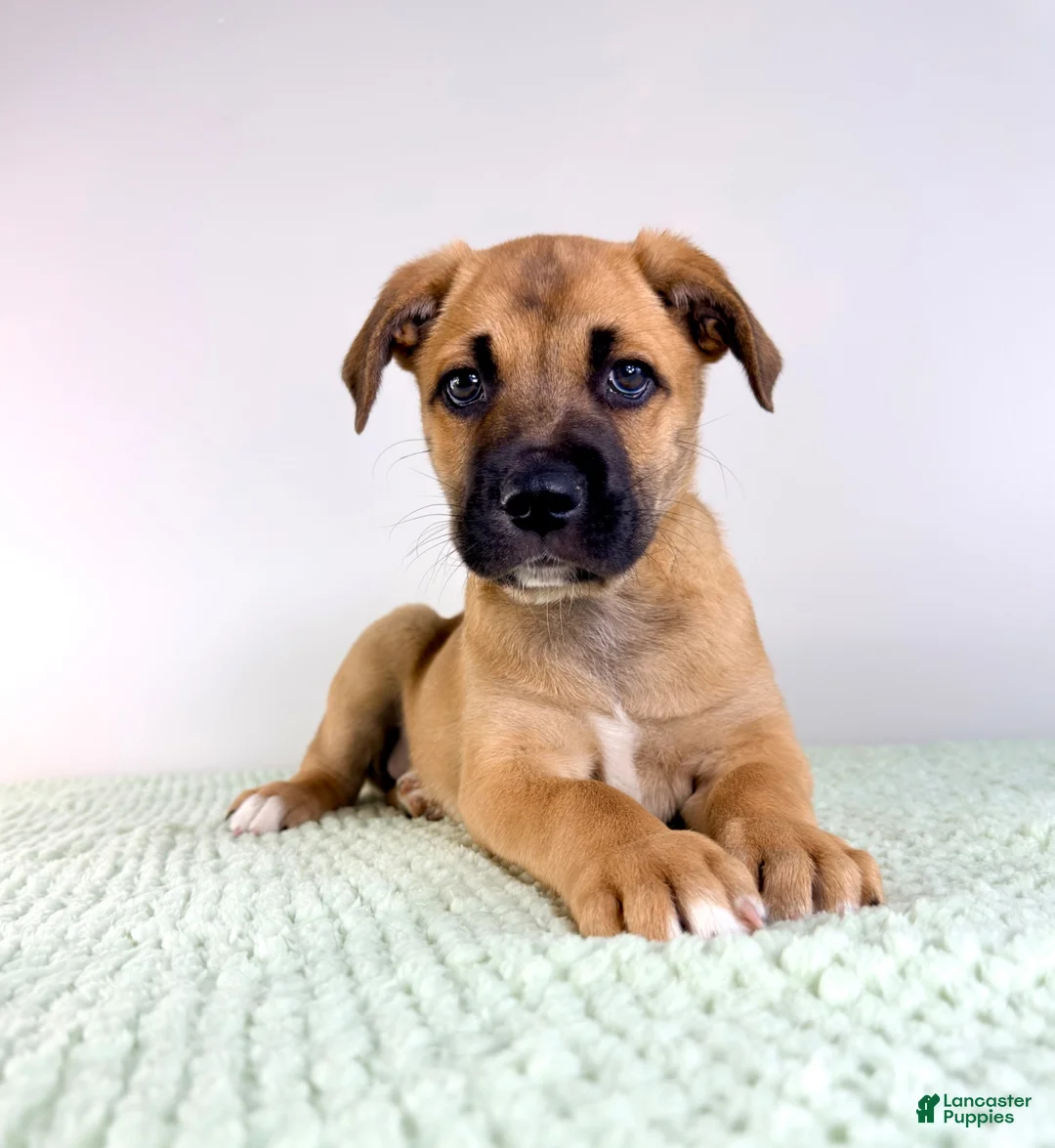Mixed Breed dogs for sale: Diesel - Ad 2