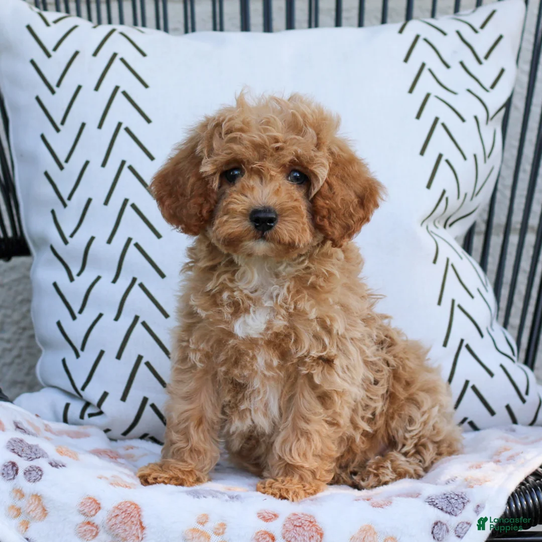 Cavapoo dogs for sale: Leo  - Ad 1