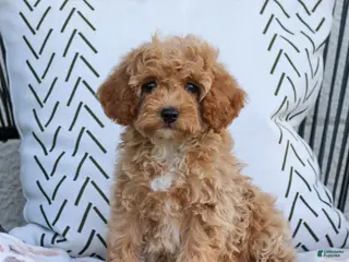 Cavapoo dogs for sale: Leo - Ad 3