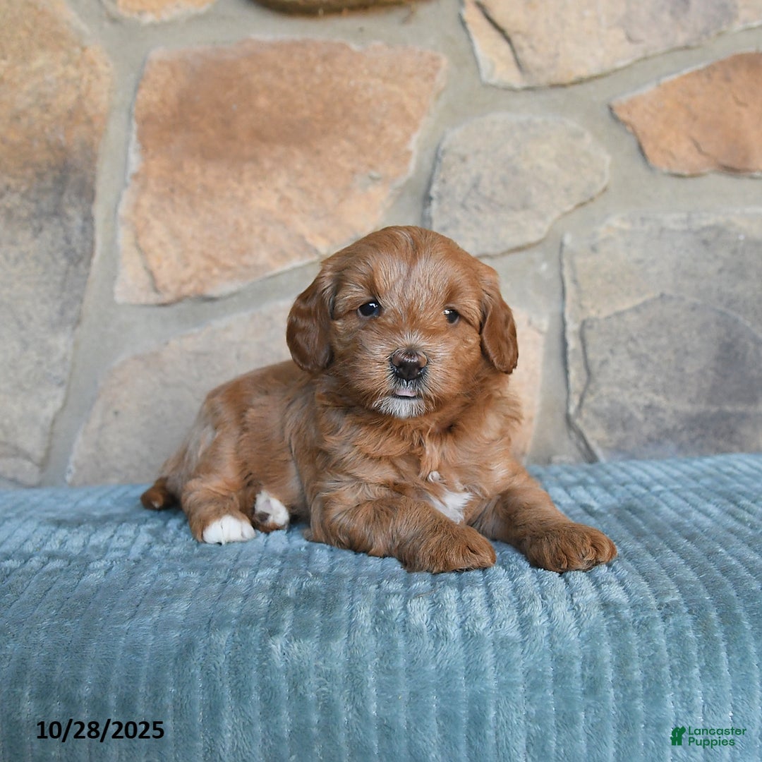 Mini Goldendoodle dogs for sale: Millie - Image 3