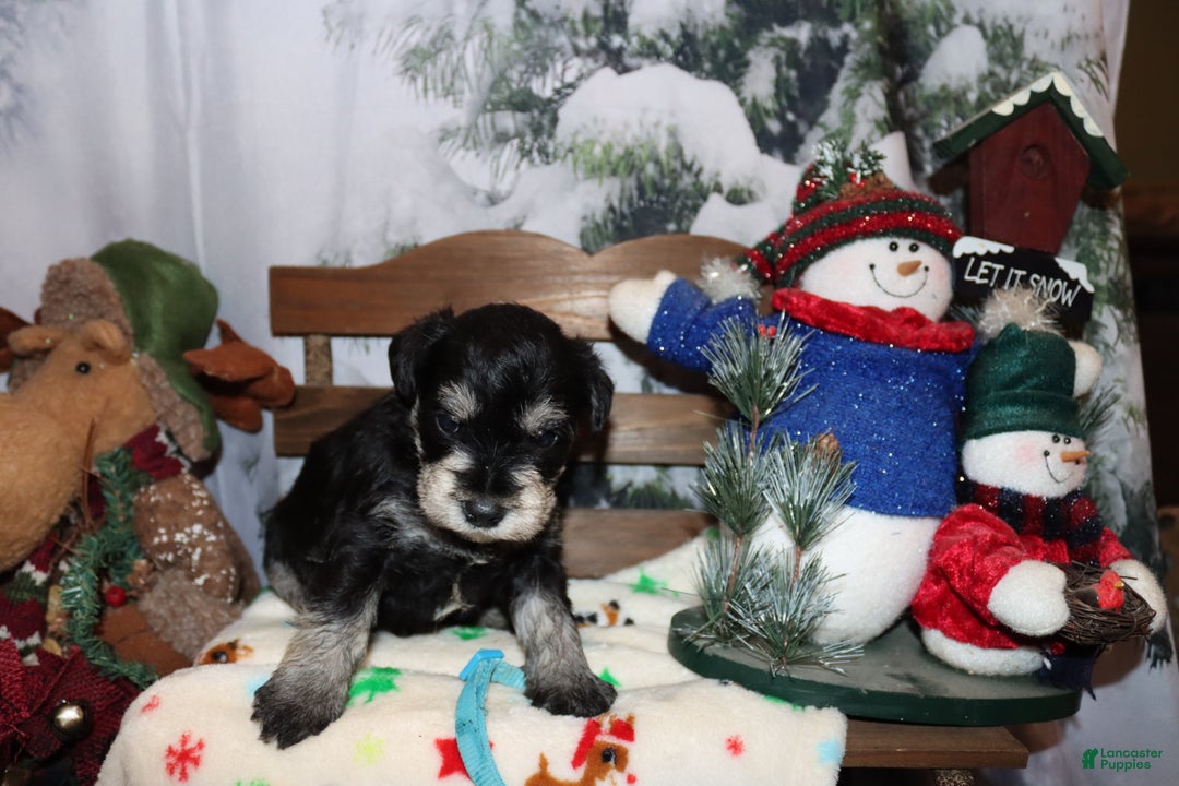 Miniature Schnauzer dogs for sale: sawyer - Ad 3