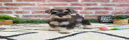 Miniature Schnauzer dogs for sale: Taylor - Ad 7