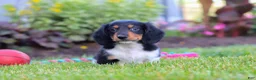 Miniature Dachshund dogs for sale: Hudson - Ad 3