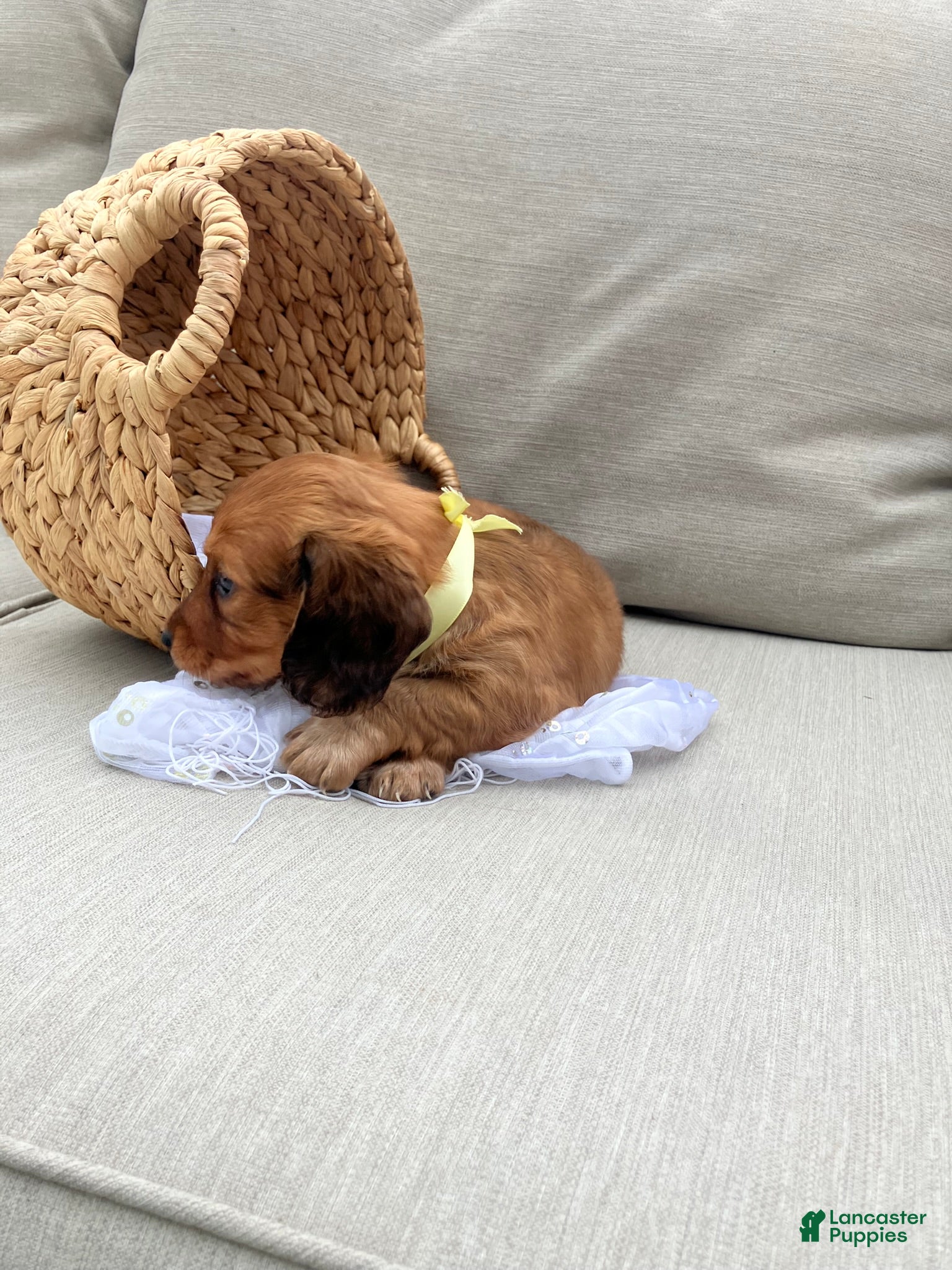 Miniature Dachshund dogs for sale: Sprinkles - Ad 4