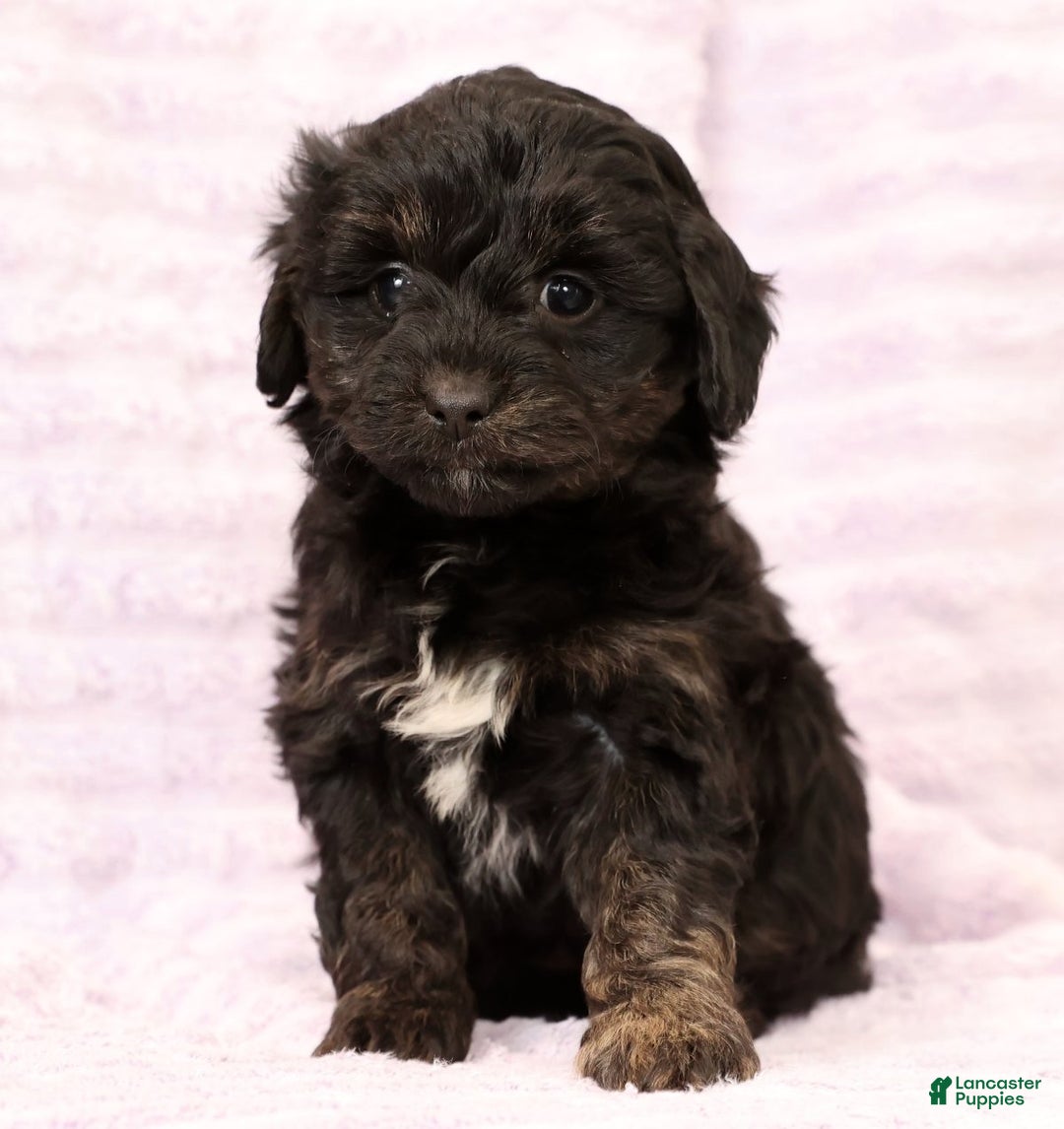 Mini Aussiedoodle dogs for sale: Sally - Ad 7