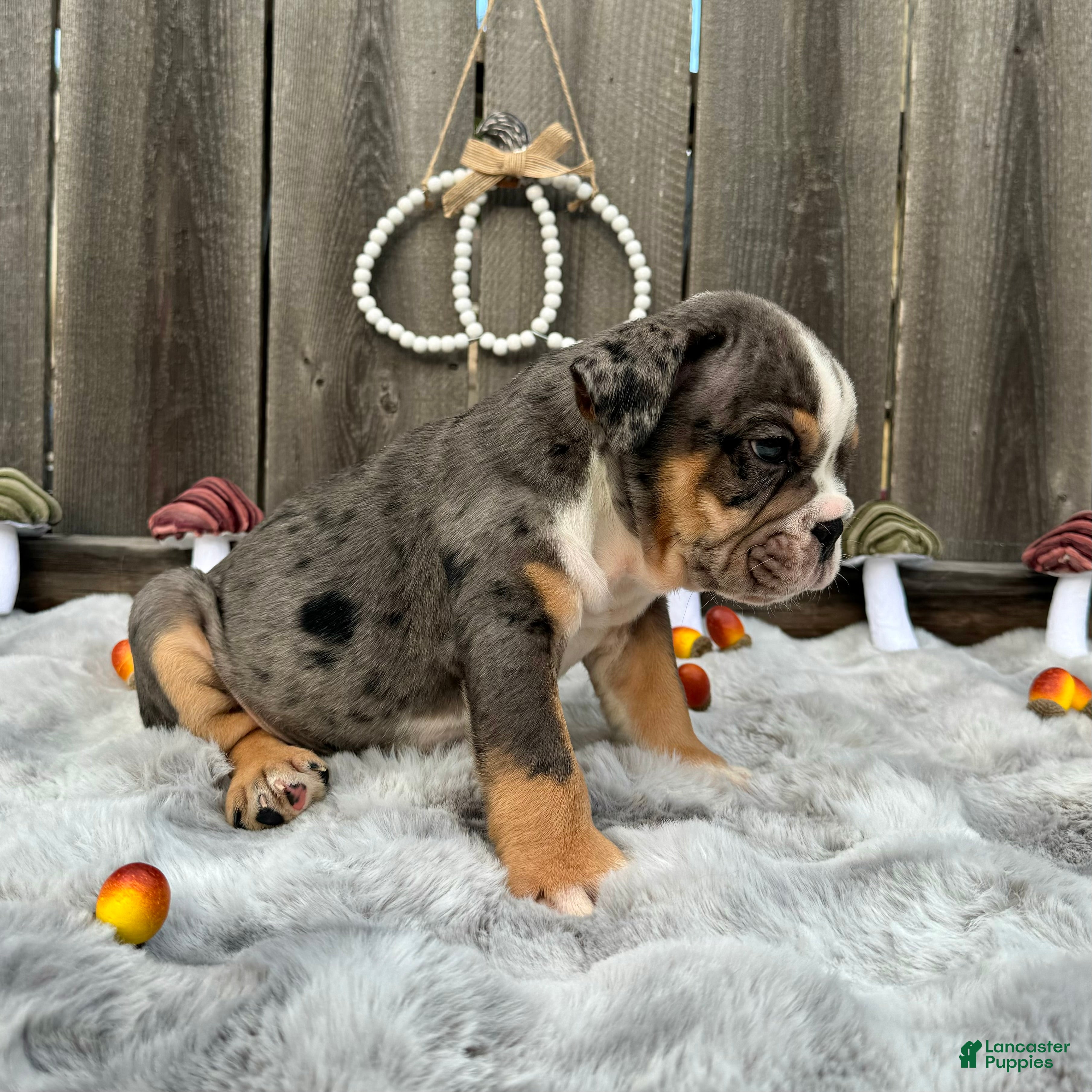 English Bulldog dogs Oreon - Ad 2