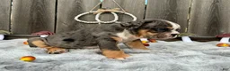 English Bulldog dogs for sale: Oreon - Ad 2