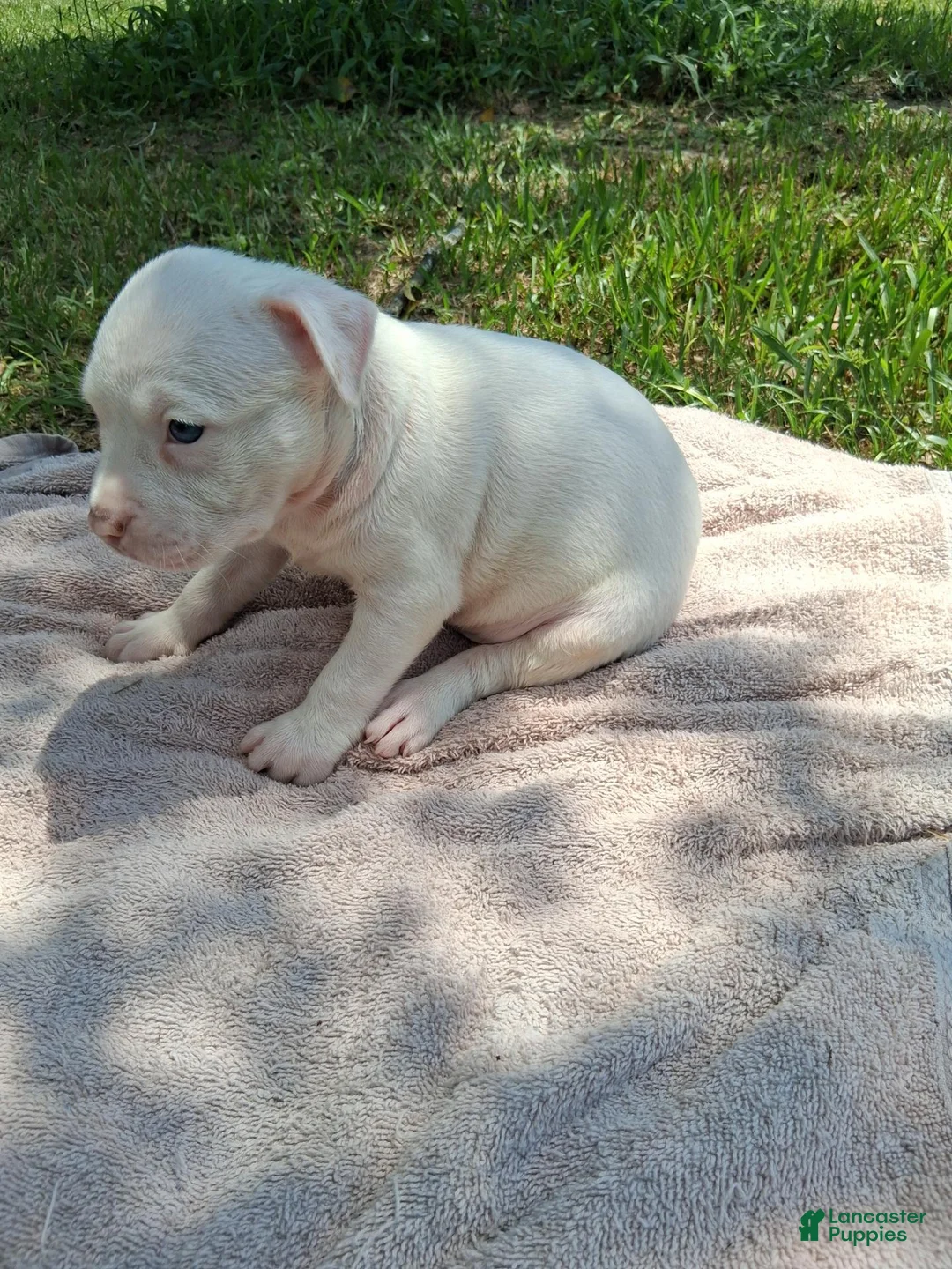 American Bully dogs for sale: American Bully 1 - Ad 2