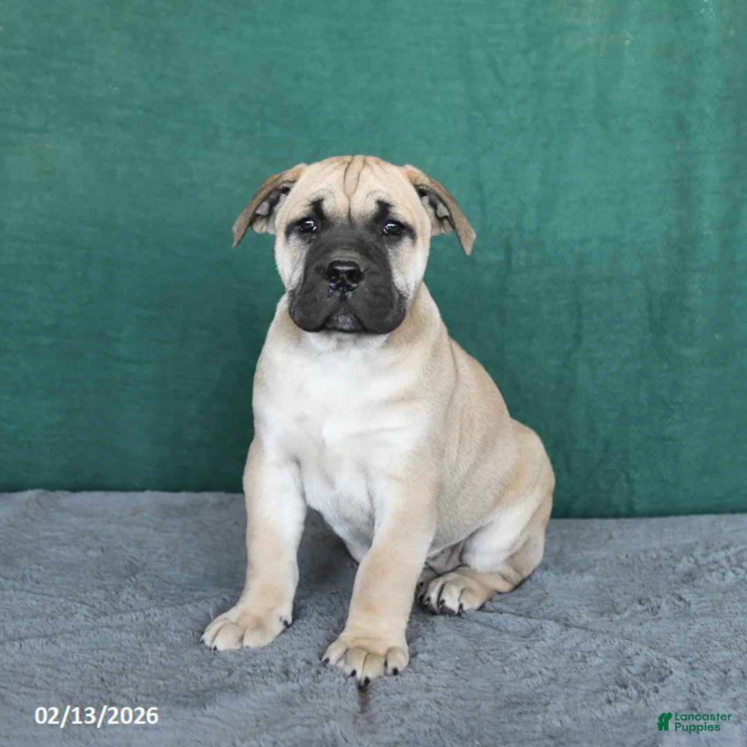 South African Boerboels dogs for sale: Angel - Ad 3