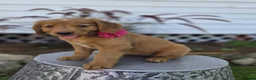 Mixed Breed dogs for sale: Tracy - Ad 5
