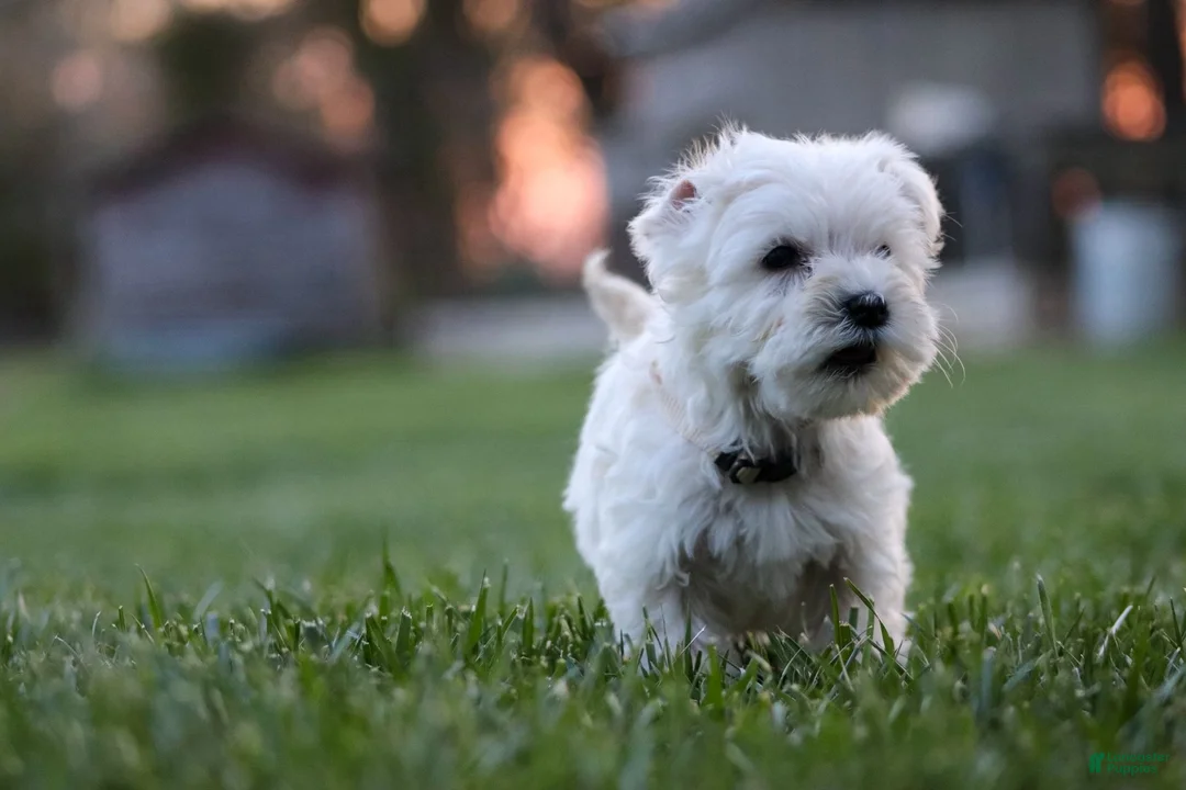 Miniature Schnauzer dogs for sale: Polar - Ad 2