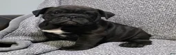 English Bulldog dogs for sale: Leroy - Ad 7