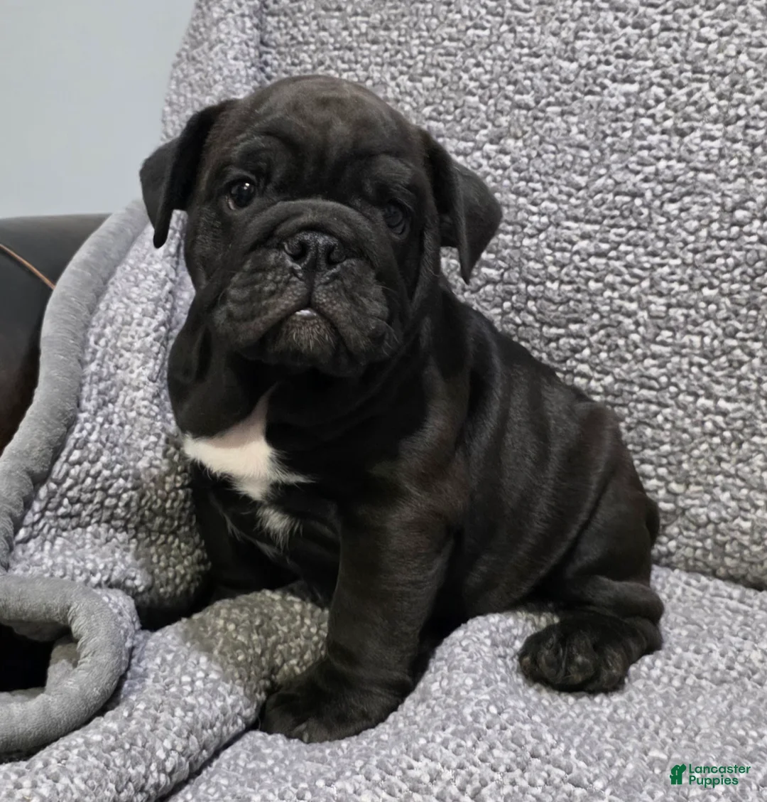 English Bulldog dogs for sale: Leroy - Ad 7