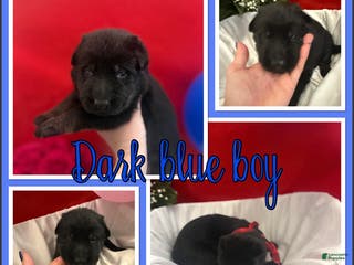 German Shepherd dogs Valentino - Ad 41