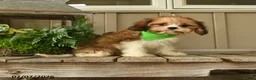 Cavachon dogs for sale: Wilma - Ad 2