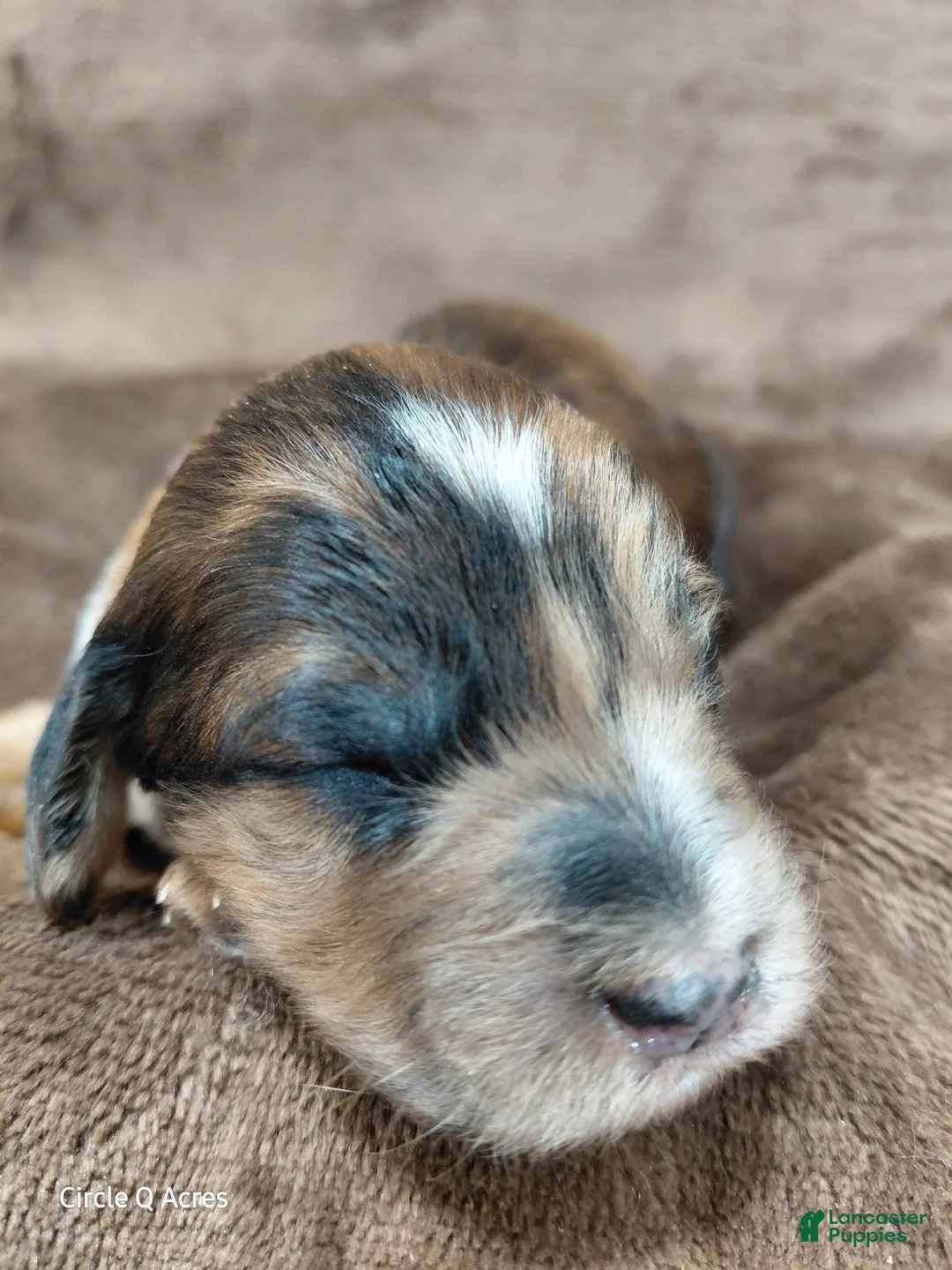 Mini Goldendoodle dogs for sale: Darla - Ad 2