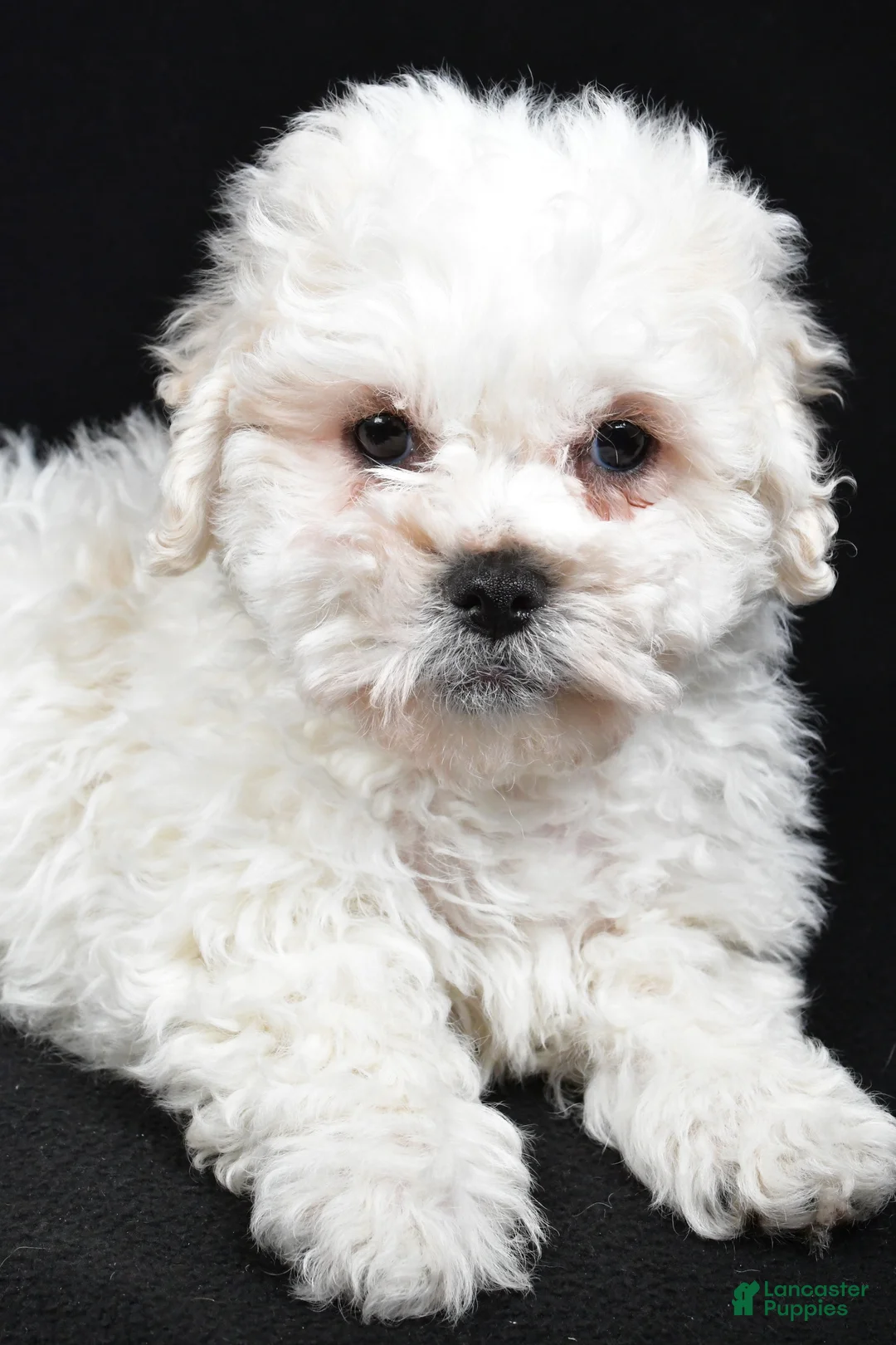 Teddy Bear dogs for sale: Cissy - Ad 3