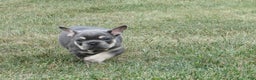 French Bulldog dogs for sale: Janice - Ad 4