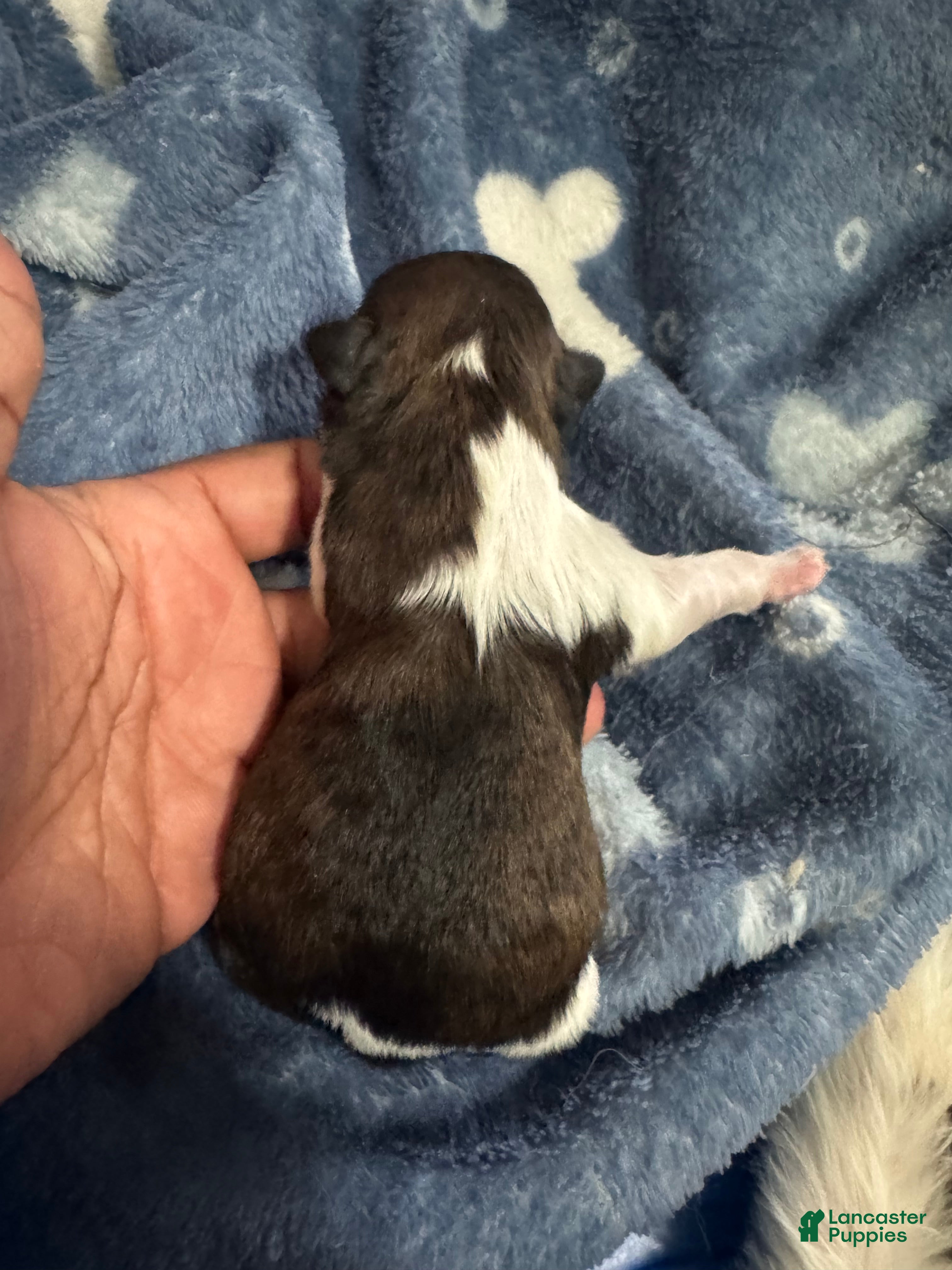 Shih Tzu dogs ELSA - Ad 4