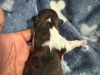 Shih Tzu dogs ELSA - Ad 4