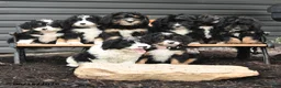 Bernedoodle dogs for sale: Noah - Ad 3