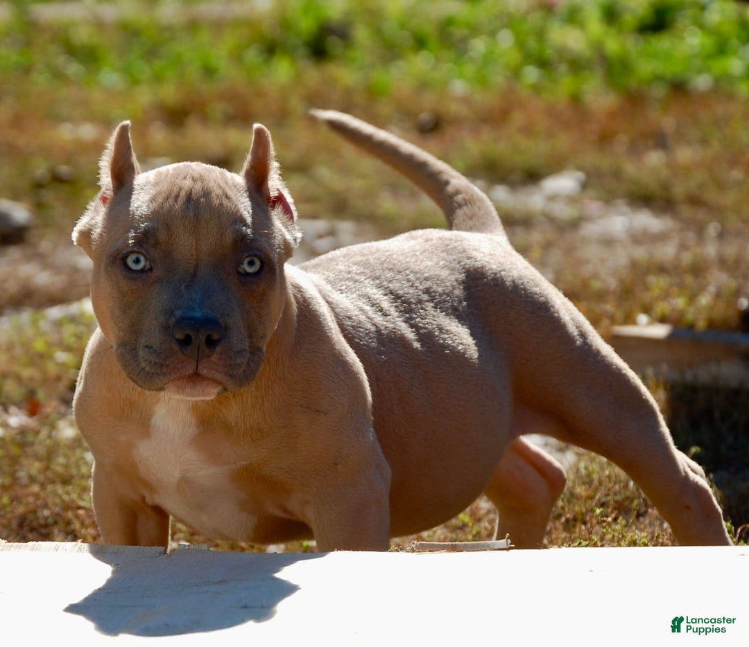 American Bully dogs for sale: Fawn Male 1 - Ad 4