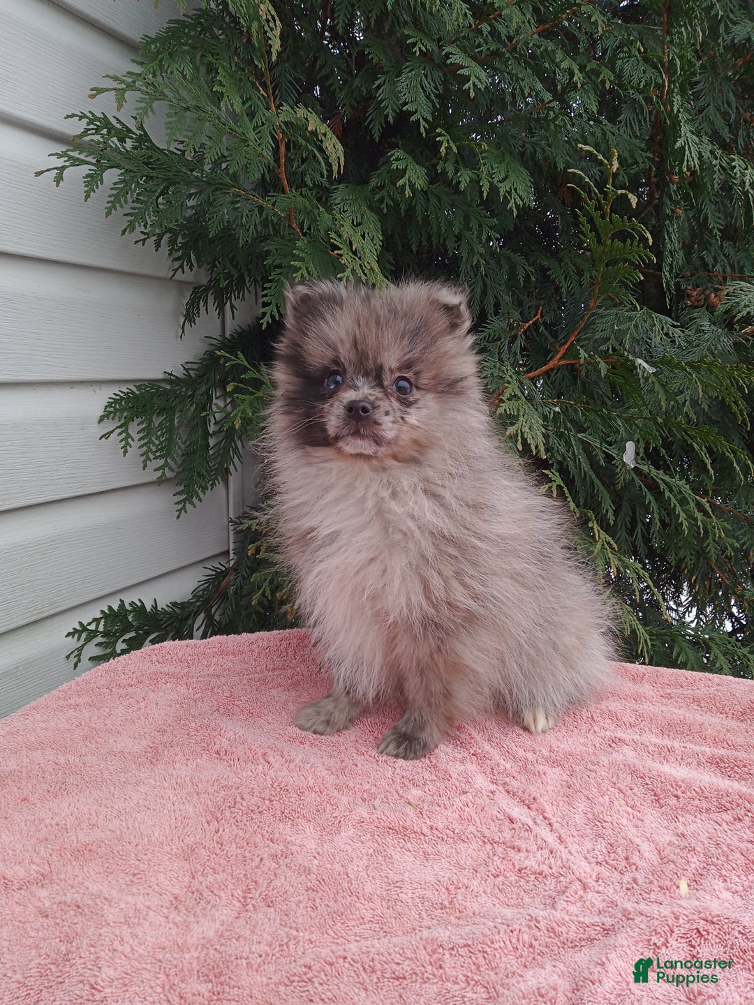 Pomeranian dogs for sale: Casper - Ad 3
