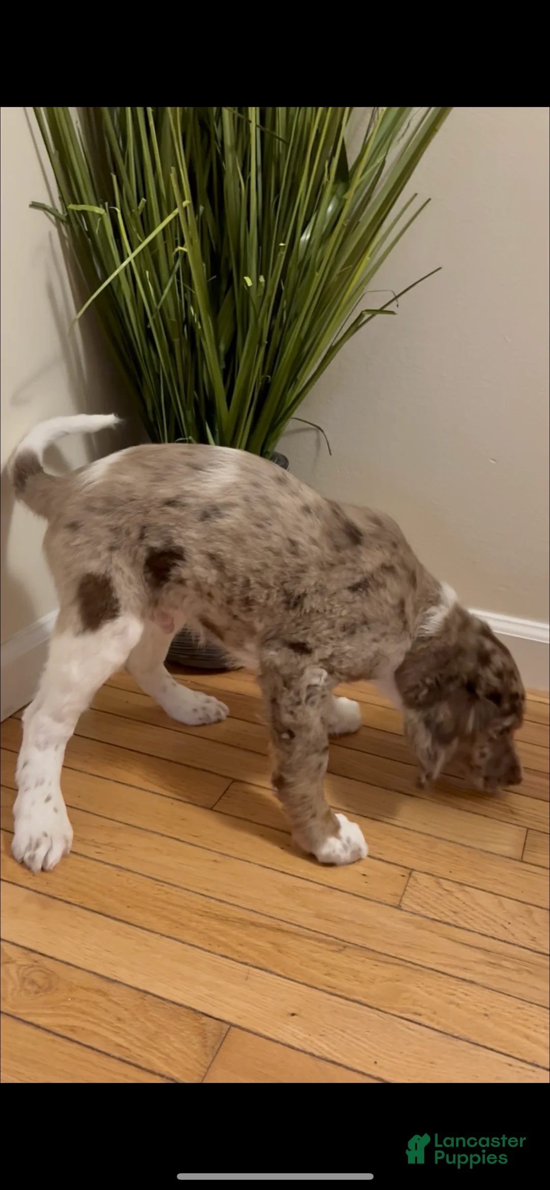 Double Doodle dogs for sale: Cupid - Ad 2