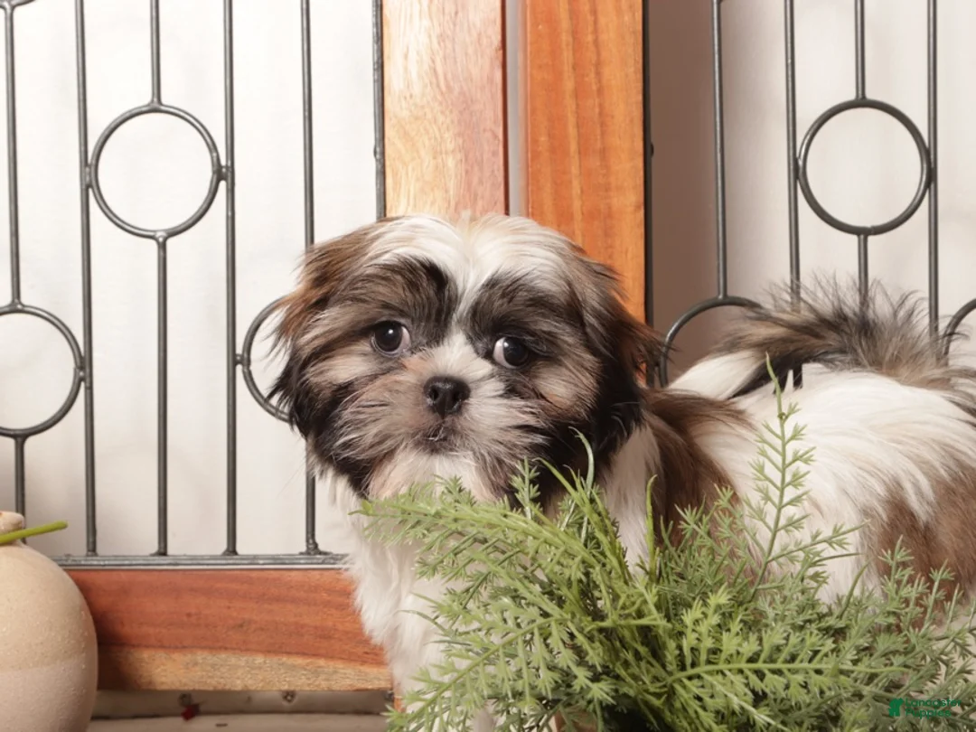 Shih Tzu dogs for sale: Drew ACA ShihTzu - Ad 1